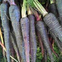 เมล็ดพันธุ์ แครอทดำ เนบิวล่า ( Black Nebula Carrot Seed ) บรรจุ 20 เมล็ด คุณภาพดี ของแท้ 100%