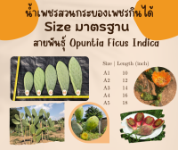 พันธุ์ "มะรุ่ง" กระบองเพชรกินได้สายพันธุ์โอพันเทียฟิคัสอินดิก้า Opuntia Ficus Indica No. 1A ID-PA-A1-5