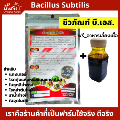เชื้อ บีเอส [บาซิลลัส ซับทิลิส] Bacillus Subtilis, BS. +อาหารเลี้ยงเชื้อ100cc. สำหรับโรคจากเชื้อราและแบคทีเรีย ใบจุด แคงเกอร์ แอนแทรกโนส โรคกุ้งแห้ง ในพริก ราน้ำค้าง ใช้ได้ทั้งอินทรีย์และ hydroponic, มีวิธีใช้