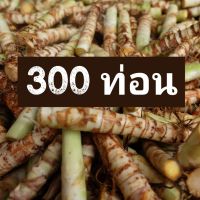 (promotion++) ท่อนพันธุ์หญ้าหวานอิสราเอล บรรจุ 300 ท่อน สุดคุ้มม ต้นไม้ ฟอก อากาศ กระถาง ต้นไม้ ไม้ ประดับ ต้นไม้ ปลูก ใน บ้าน