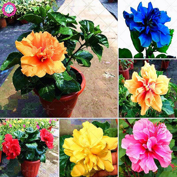 three get five free(Not Plants) Giant Double Petals Hibiscus Seeds