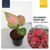 ( Promotion+++) คุ้มที่สุด อโกลนีมา ซุปเปอร์เรด (Aglonema Super Red) ต้นเล็กสูง 10 - 15 ซม (ซื้อ 4 แถม 1 รวมได้)#แก้วกาญจนา #สุขสมใจปอง ราคาดี พรรณ ไม้ น้ำ พรรณ ไม้ ทุก ชนิด พรรณ ไม้ น้ำ สวยงาม พรรณ ไม้ มงคล