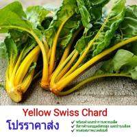 เมล็ดพันธุ์ สวิสชาร์จ สีเหลือง Yellow Swiss Chard พร้อมคำแนะนำการเพาะเมล็ด เมล็ดผักสวนครัว ชุดประหยัด บำรุงเลือด บำรุงกระดูก