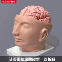 Human head model with cerebral artery intracranial head structure of the brain stem anatomy medical teaching mold cerebellum