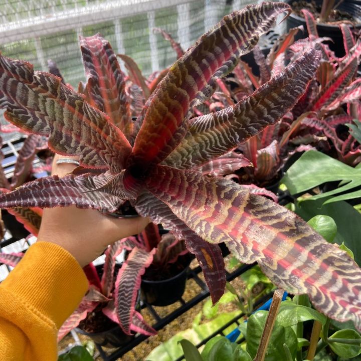 ดาวแดง  Cryptanthus bivittatus กิเลนแดง สัปรดสีแดง