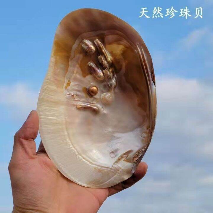 readystock-natural-extra-large-shell-big-sea-conch-marine-pearl-shell-fish-tank-landscape-starfish-specimen-gift-wedding-deck-decoration-yy