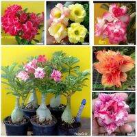 12 เมล็ด เมล็ดพันธุ์ ชวนชม สายพันธุ์ฮอลแลนด์ คละสี Adenium Seeds กุหลาบทะเลทราย Desert Rose ราชินีบอนไซ อัตราการงอก 80-90%