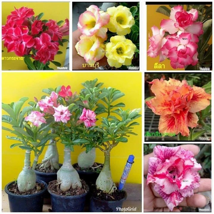 12-เมล็ด-เมล็ดพันธุ์-ชวนชม-สายพันธุ์ฮอลแลนด์-คละสี-adenium-seeds-กุหลาบทะเลทราย-desert-rose-ราชินีบอนไซ-อัตรางอก-80-90-มีคู่มือปลูก