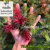 ทิลแลนเซียฟูโก้กอเล็ก Tillansia Fugo สัปปะรดสี ไม้ฟอกอากาศ ไม้ใบ ไม้ประดับปลูกในบ้าน ไม้รากอาการเลี้ยงง่าย
