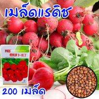 (Flash-Sale) เรดิชสีแดง  เรดเรดิช แรดิช Radish 200 เมล็ด เมล็ดคุณภาพเกรดเอ อัตราการงอกสูง สุดฮอต!