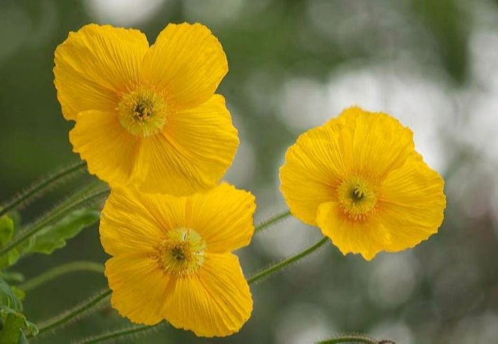 เมล็ดพันธุ์-ไอซ์แลนด์ป็อปปี้-papaver-nudicaule-iceland-poppy-1000-เมล็ด-เมล็ดพันธุ์นำเข้าจาก-อังกฤษ