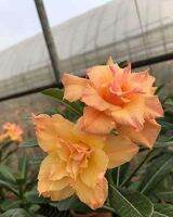 10 เมล็ด เมล็ดพันธุ์ ชวนชม สายพันธุ์ไต้หวัน สีส้ม Adenium Seeds กุหลาบทะเลทราย Desert Rose ราชินีบอนไซ มีคู่มือปลูก นำเข้าจากไต้หวัน