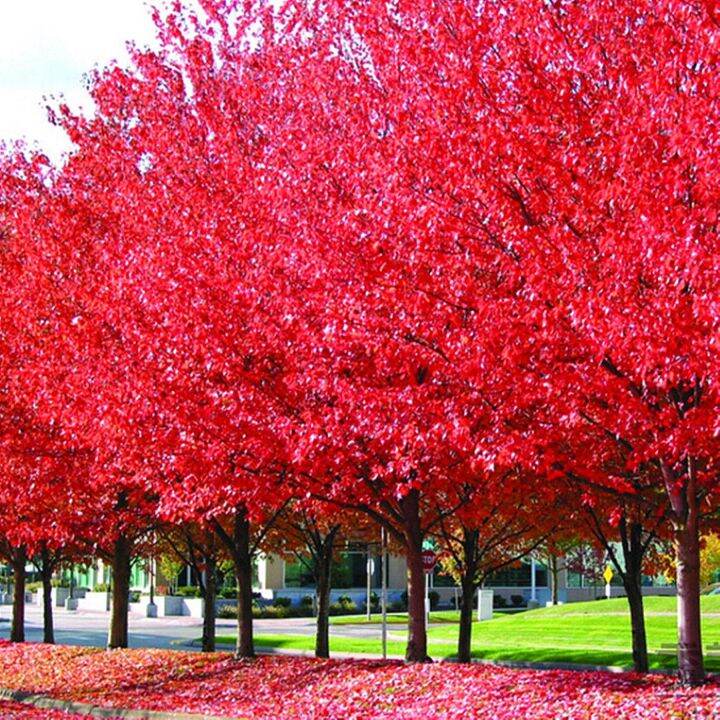 เมเปิลแดง-red-maple-tree-บรรจุชุดละ-10-เมล็ด