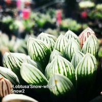 Haworthia obtusa ‘Snow white 2’ A067