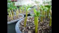 12 เมล็ด เมล็ดพันธุ์ ชวนชม สายพันธุ์ฮอลแลนด์ คละสี Adenium Seeds กุหลาบทะเลทราย Desert Rose ราชินีบอนไซ อัตรางอก 80-90% มีคู่มือปลูก