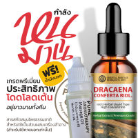 Free น้ำมันนวด (Dracaena Conferta Ridl) สารสกัดสมุนไพรธรรมชาติ กำลังหนุมาน ชนิดน้ำ  25 มล.