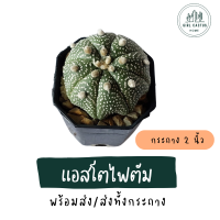 แอสโตไฟตัม Astrophytum แคคตัส กระบองเพชร cactus&amp;succulent