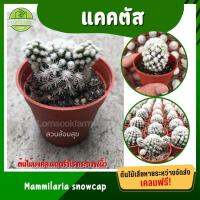 โปรโมชั่น แคคตัส แมมมิลลาเรียสโนว์แคป Mammillaria gracilis Arizona Snowcap กระบองเพชร แคคตัส cactus ฟอร์มกอเล็ก น่ารัก ดี ราคาถูก  แคคตัส กระบองเพรช ตะบองเพรช ไม้จิ๋ว ไม้ตั้งโต๊ะทำงาน ไม้ประดับ ไม้มงคล ไม้ดอก