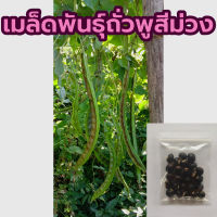 เมล็ดพันธุ์ถั่วพูสีม่วง ซองละ 20 เมล็ด ราคา20บาท กลิ่นเหม็นเขียวน้อยกว่าถั่วพูทั่วไป