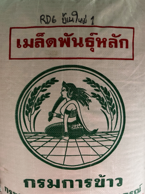 (จัดส่งฟรี) เมล็ดพันธุ์ข้าว กข6 ชั้นพันธุ์ หลัก ผลิดโดย ศูนย์วิจัยข้าว กรมการข้าว