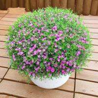 200Pcs Colorful Babys Breath Gypsophila Seeds Flower Garden Bonsai Plant Decor เมล็ดพันธุ์พืช เมล็ดดอกไม้ พรรณไม้ ต้นไม้ เมล็ดพันธุ์ผัก พันธุ์ไม้ผล ผักซอง ผักสวนครัว plants plant