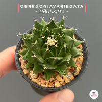 กลีบกระทง obregoniavariegata แคคตัส กระบองเพชร cactus&amp;succulent