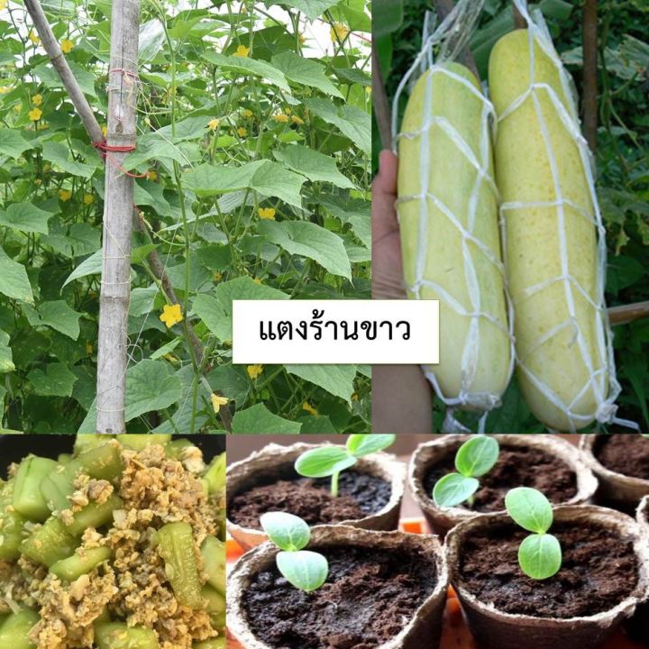 เมล็ดพันธุ์ผัก-บรรจุซองซิป-ซื้อ-10-แถม-1-คละได้-ชุดที่-3