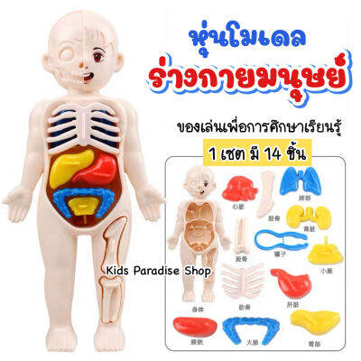 โมเดลร่างกายมนุษย์ 3 มิติ Human Body Model หุ่นจำลองอวัยวะมนุษย์ ของเล่นเสริมพัฒนาการ ของเล่นเด็ก