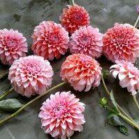 20 เมล็ดพันธุ์ รักเร่ Dahlia Seeds สายพันธุ์ STRAWBERRY CREAM สีชมพู รักเร่ รักแรกพบ ดอกไม้แห่งมิตรภาพ ความรักเริ่มต้น เพาะเลี้ยงง่าย ตั้งโต๊ะทำงาน