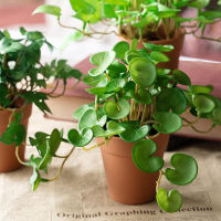 【cw】15cm Artificial Plants Leaves Fake Grass Bouquet Green Plants Leafs Tropical Tree Leaves Grass Foliage for Home Bonsai