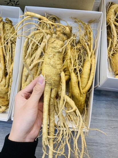 Nhân sâm tươi jangseang mart hàn quốc 6 năm tuổi cao cấp loại đẹp - ảnh sản phẩm 1