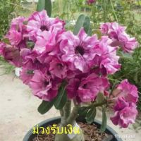 12 เมล็ด เมล็ดพันธุ์ ชวนชม สายพันธุ์ไต้หวัน ดอกสีม่วง Adenium Seeds กุหลาบทะเลทราย Desert Rose ราชินีบอนไซ อัตรางอก 80-90% มีคู่มือปลูก