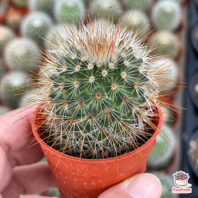 (promotion++) Mammillaria Spinosissima Red-Headed Irishman แคคตัส เพชร cactus&amp;succulent สุดคุ้มม ต้นไม้ ฟอก อากาศ กระถาง ต้นไม้ ไม้ ประดับ ต้นไม้ ปลูก ใน บ้าน