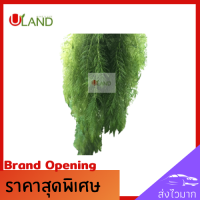 Uland สาหร่ายพุงชะโด ส่าหร่ายหางม้า สาหร่ายฉัตร สาหร่ายหางกระรอก สาหร่ายฟอกน้ำ สาหร่ายอาหารปลา ยาวมากกว่า 15 ซม. เต็มถุง สาหร่ายตกแต่ง