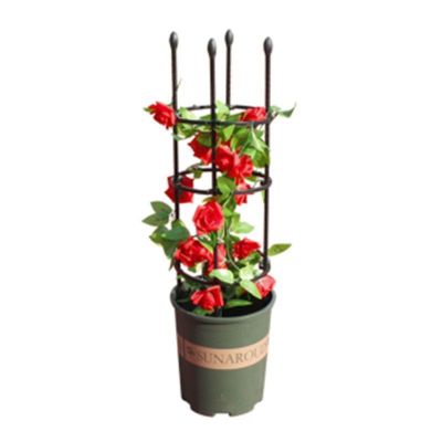 [COD] Climbing rattan flower rose climbing outdoor support frame bracket shelf