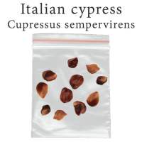 เมล็ดสน Cupressus sempervirens 500 มิลลิกรัม Mediterranean cypress Italian cypress สนดินสอ สนอิตาลี สนเมดิเตอร์เรเนียน บอนไซ