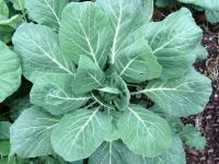 Vates Collard (400 seeds) ปูเล่ฝรั่ง เวสท์ (400 เมล็ด)