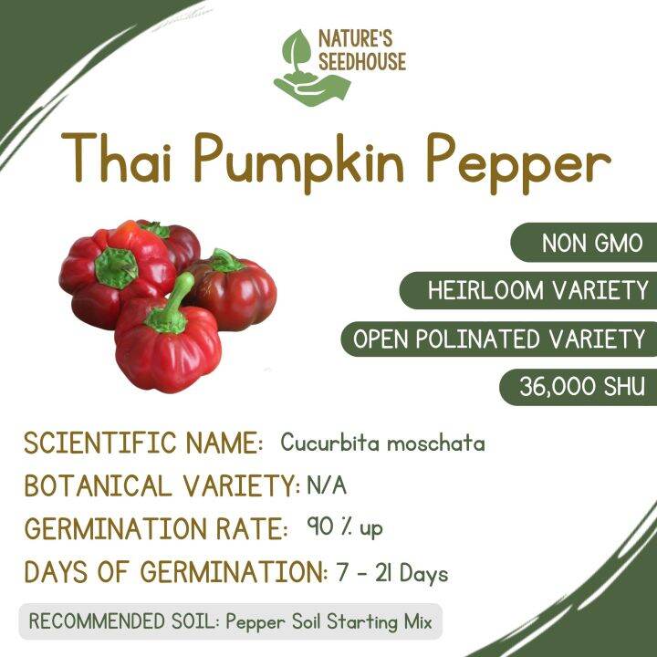 Thai Pumpkin Pepper Pepper Seeds Lazada PH