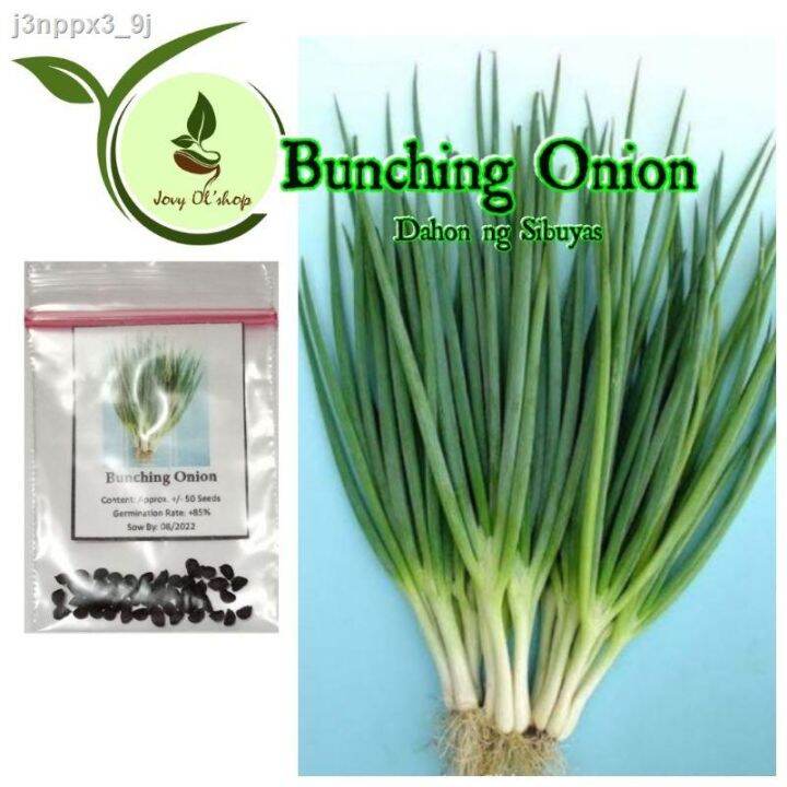 Linbei Bunching Onion Seeds Dahon Ng Sibuyas Onion Spring Seeds Belt