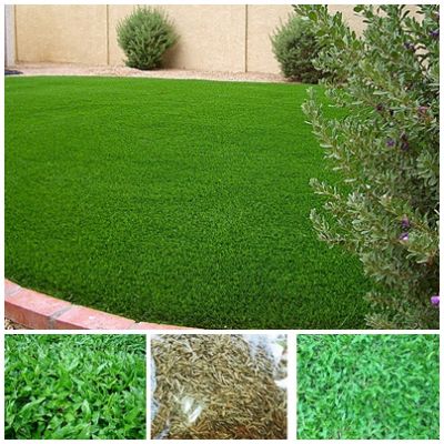 เกรดพรีเมี่ยม 1 ปอนด์ เมล็ดหญ้ามาเลเซีย Tropical Carpet grass หญ้าเห็บ หญ้าไผ่ หญ้าปูสนาม สนามหญ้า เมล็ดพันธ์หญ้า ปูหญ้า ปูสนาม สนามหญ้าและสวน