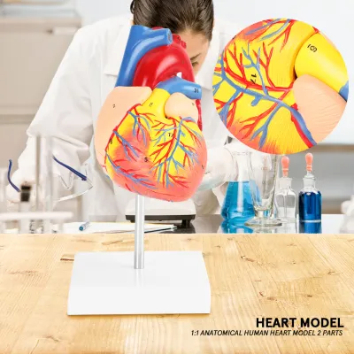1:1 Anatomical Human Life Size Heart Model Cardiovascular 2 Parts for Clinic Cardiological Student Study