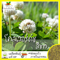 เมล็ดพันธุ์ โคลเวอร์ดัช สีขาว 500 เมล็ด White Dutch Clover เมล็ดพันธุ์แท้ นำเข้าจากต่างประเทศ ปลูกผัก สวนครัว ถูกดี