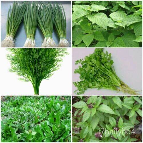 Asian Herb Seeds Scallop, Mint Ointment, Dill, Coriander, Coriander