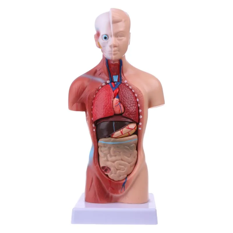 Mô hình giải phẫu thân người kèm cơ quan nội tạng  Mô hình trung tính