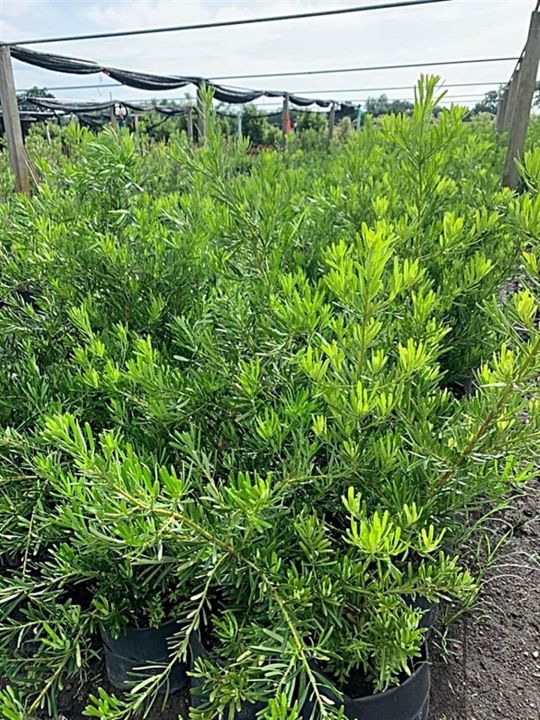 ขายส่ง-100-เมล็ด-เมล็ดสนใบพาย-สนใบพาย-podocarpus-polystachyus-หลิวอรหันต์-สนจักรพรรดิ์-หลิวไต้หวัน-สนประดิพัทธ์-สนใบเล็ก-พญาไม้ใบเล็ก