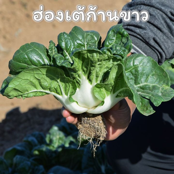 เมล็ดผักกวางตุ้งฮ่องเต้-4-สี-4-colors-pak-choi-seeds-ฮ่องเต้ม่วง-บล็อคฉ่อย-ฮ่องเต้เซี่ยงไฮ้