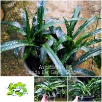 ?ต้นAspidistra Lurida Ker Gawl. ‘Ginga’ : ละอองดาว ไม้ฟอกอากาศ ไม้หายาก ไม้แปลก ไม้จัดสวน?