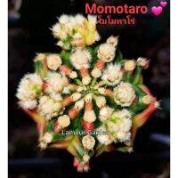 ( PRO+++ ) โปรแน่น.. หน่อเด็ดสด แคคตัส (Gymno) "Momotaro" (โมโมทาโร่)  ราคาสุดคุ้ม พรรณ ไม้ น้ำ พรรณ ไม้ ทุก ชนิด พรรณ ไม้ น้ำ สวยงาม พรรณ ไม้ มงคล