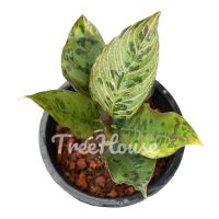 เรดอาร์มี่ (Aglaonema red army) กระถาง   นิ้ว เมล็ด