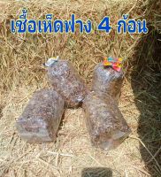 เชื้อเห็ดฟาง 4 ก้อน